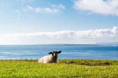 A black headed sheep resting on the grass on a sunny day, facing camera, in front of the Northern Sea clipart