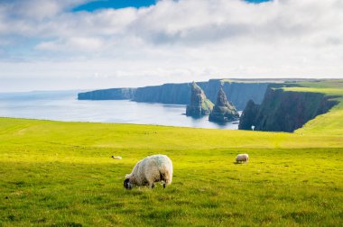 Sheeps grazing at Duncansby Head, Scotland, nice point of view clipart