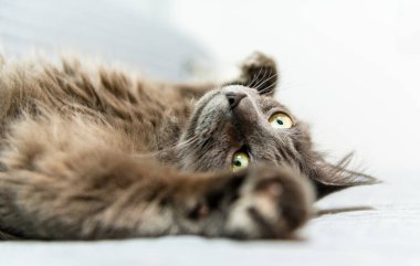 Kanepede baş aşağı uzanmış gri bir evcil kediye yaklaş.