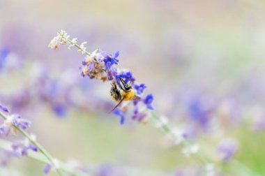 Arı lavanta çiçeğinin nektarını topluyor, hortumu çiçeğin içinde.