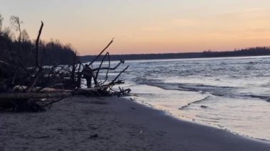 Letonya, Akşam Boğaları. Deniz kenarındaki ağaçları kesmiş. Erkek dalların arasından geçer. Akşam gün batımı. Yüksek kalite 4k görüntü yavaş çekim.