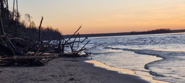 Devrilmiş ağaçlar, Baltık Körfezi sahili, Günbatımı. Yüksek kalite fotoğraf