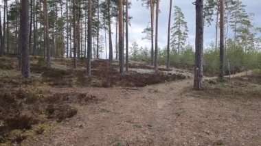 Çam ormanı, beyaz kum yolu. Yüksek kalite 4k görüntü