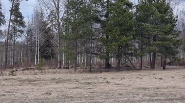 Çayırdaki küçük çam ağaçları, kuru çimenli çayır. Yüksek kalite 4k görüntü