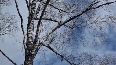 Birch, bulutlu bir gökyüzünde dalda oturan bir karga. Yüksek kalite 4k görüntü