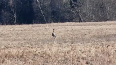Letonya turnası ilkbaharın başlarında kuru çimlerde yürür. Yüksek kalite 4k görüntü