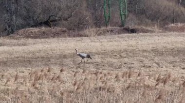 Letonya turnası ilkbaharın başlarında kuru çimlerde yürür. Yüksek kalite 4k görüntü