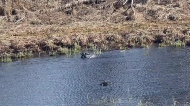 İki ördek kuru otlarla çevrili bir gölde yüzer. Baharın başında. Yüksek kalite 4k görüntü