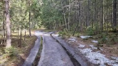 Buzlu çam ve ladin ormanı yolları. Yüksek kalite 4k görüntü