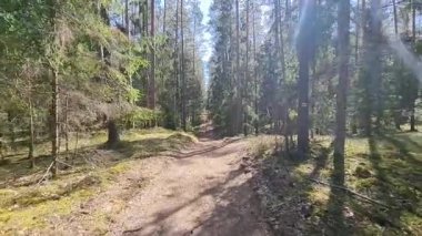 Güneşli bir gün, çam ve çam ağaçları, orman yolları. Yüksek kalite 4k görüntü