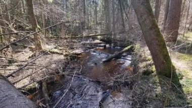Çam ve çam ağaçlarından oluşan küçük bir nehir, devrilmiş ağaçlarla dolu. Yüksek kalite 4k görüntü