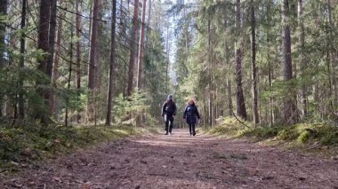 Sırt çantalı bir adamla bir kadın çam ormanı yolunda yürüyüş yapıyor. Yüksek kalite 4k görüntü