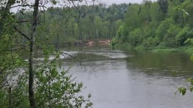 Sigulda Gauja Nacioanal Park 'ın oradaki güzel nehir. Yüksek kalite 4k görüntü