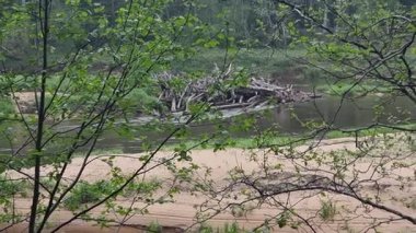 Sigulda Gauja Nacioanal Park 'ın oradaki güzel nehir. Yüksek kalite 4k görüntü