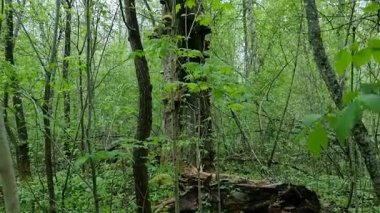 Sigulda Gauja Ulusal Parkı 'nda ilginç, eski bir ağaç. Yüksek kalite 4k görüntü
