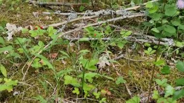 Letonya, Cesis bölgesi, olgunlaşmış orman çilekleri. Yüksek kalite 4k görüntü