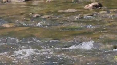 Amata nehrinin kayalık akıntısı. Güneşli bir yaz günü. - Letonya. Yüksek kalite 4k görüntü