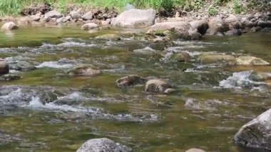 Amata kayalık nehri, güneşli bir yaz günü. Yüksek kalite 4k görüntü