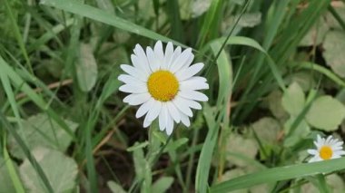 Letonya, çimenlerde büyüyen beyaz papatya. Yüksek kalite 4k görüntü