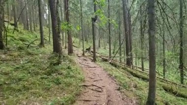 Letonya, Ligatne Ormanı Çam Ormanı 'ndan geçiyor. Yüksek kalite 4k görüntü