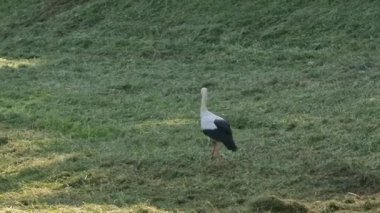 Letonya, Ligatne. Leylek çimlerin üzerinde yürür ve yiyecek arar. Yüksek kalite 4k görüntü