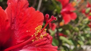 Kıbrıs. Kırmızı kıyı çalılarının güzel çiçekleri. Yüksek kalite 4k görüntü