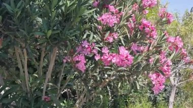 Kıbrıs. Pembe çiçekli yeşil çalılar. Yüksek kalite 4k görüntü