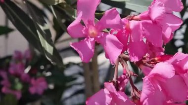 Kıbrıs. Pembe çiçekli yeşil çalılar. Yüksek kalite 4k görüntü