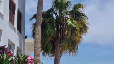 Kıbrıs. Beyaz gökdelenli ev. Palma rüzgarda sallandı. Yüksek kalite 4k görüntü