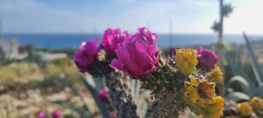 Canlı, pembe ve sarı kaktüslerin çiçek açtığı yakın plan bir manzara, arka planda uzak deniz bulunan Kıbrıs 'ın güneşli Akdeniz manzarasına karşı kuruluyor. Bu egzotik ve renkli