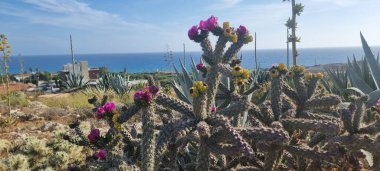 Canlı, pembe ve sarı kaktüslerin çiçek açtığı yakın plan bir manzara, arka planda uzak deniz bulunan Kıbrıs 'ın güneşli Akdeniz manzarasına karşı kuruluyor. Bu egzotik ve renkli