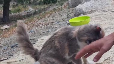 Kıbrıs 'ta nazik bir açık hava anı, tüylü bir sokak kedisinin bir yemek kasesinin yanında şefkatli bir insan eliyle etkileşimini gösteriyor. Doğal ortam ve şefkat adaların bolluğunu vurgular.