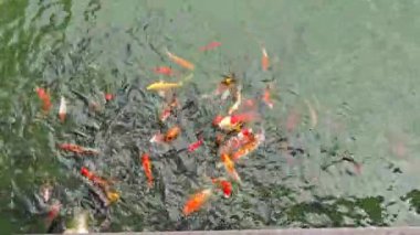 Renkli sazan balığı ya da aynalı sazan ya da Koi..