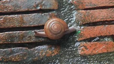 Tuğlaya tırmanan bir salyangoz .