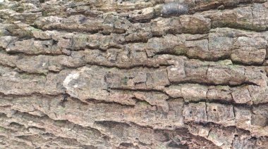 arka plan ağaç kabuğu dokusu kadar yakın.