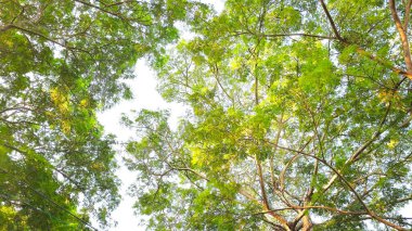 Ormandaki ağaçlar, Parktaki ağaçlar Parlak ve güzel.