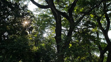 Yeşillik. Ağaçların arasında güneş ışığı ve güzel.