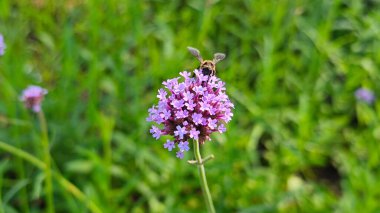 Bahçede mor çiçekli arı.