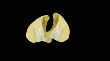 Taze Durian izole edilmiş siyah arka planda lezzetli görünüyor, kırpma yolu ile.