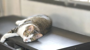 Oturma odasındaki pencerenin yanındaki ahşap masada yatan sevimli kedi..