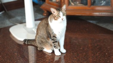 Şirin kedi. Oturma odasındaki pencerenin yanındaki tahta masaya uzan..