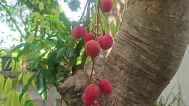 Ağaçta olgun liçi meyveleri.