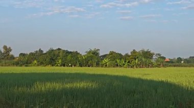 Kuşlar pirinç tarlalarında gökyüzünde uçar..