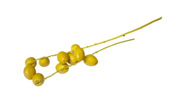 Beyaz Arkaplanda olgunlaşmamış sarı tarihler.