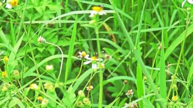 Arılar ve birçok vahşi beyaz tarla papatya çayı ya da yeşil çimenli papatya çiçekleri.