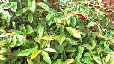 Güzel tomurcuklanan Yaprak Bahçede.