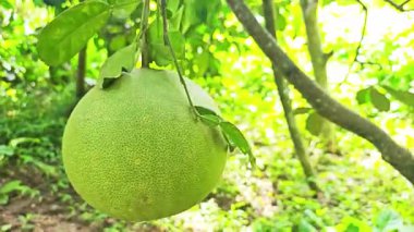 Pomelo, pomelo, Doğal narenciye meyve, yeşil pomelo arka plan yeşil yaprakların üzerinde ağacının dalını asılı meyve olgunlaşma.