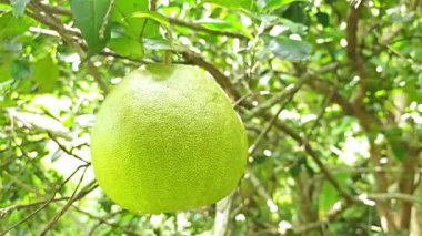 Pomelo, pomelo, Doğal narenciye meyve, yeşil pomelo arka plan yeşil yaprakların üzerinde ağacının dalını asılı meyve olgunlaşma.