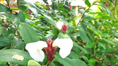  Hintli kızıl, Costus Specosus bahçede..