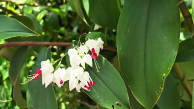 Kanayan Kalp Üzümü Beyaz ve kırmızı küçük çiçekler yeşil yapraklar.